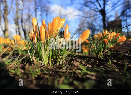 Crocus primaverili nel vecchio cortile della chiesa di St Pancras a Camden, a nord di Londra, Regno Unito Foto Stock