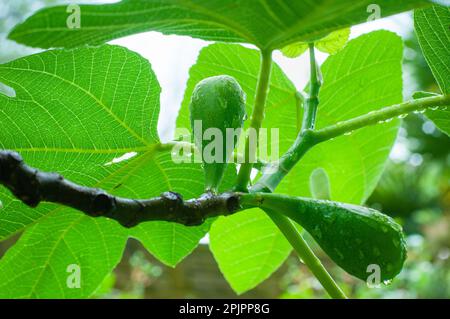 Fico crudo (Ficus) frutta su ramo e foglie. Sfondo verde. Orizzontale. Foto Stock