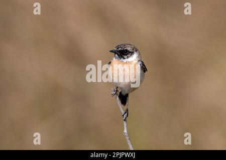 stonechat Siberiano o stonechat Asiatico (Saxicola maurus) osservato nel Rann maggiore di Kutch in Gujarat, India Foto Stock