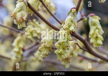 Giallo pallido penduloso fiori profumati dell'arbusto deciduo Corylopsis glabrescens var gotoana Cholippo in primavera Foto Stock