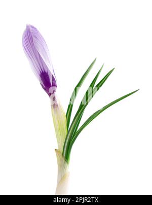 Crocus fiore isolato su sfondo bianco. Primo piano di fiore di zafferano Foto Stock