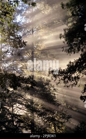 Jedediah Smith Redwoods state Park Redwoods National Park del Norte County Stout Grove alba con alberi di sequoie in nebbia sole che si infrange attraverso Norther Foto Stock