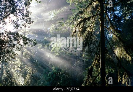 Jedediah Smith Redwoods state Park Redwoods National Park del Norte County Stout Grove alba con alberi di sequoie in nebbia sole che si infrange Foto Stock