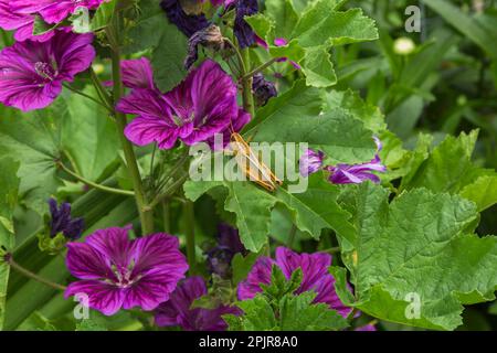 Malva sylvestris spp 'Mauritiusa' - Malva Mauritius con Orthoptera - Grasshopper sulle foglie in estate. Foto Stock