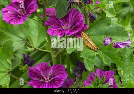 Malva sylvestris spp 'Mauritiusa' - Malva Mauritius con Orthoptera - Grasshopper sulle foglie in estate. Foto Stock