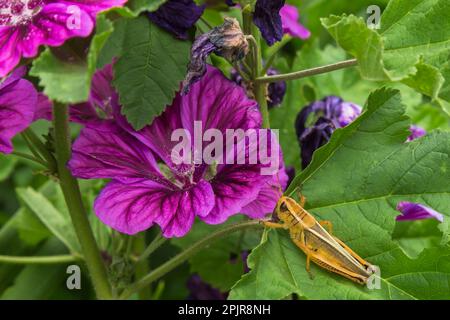 Malva sylvestris spp 'Mauritiusa' - Malva Mauritius con Orthoptera - Grasshopper sulle foglie in estate. Foto Stock