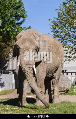 African Elephant - Loxodonta africana all'interno di uno zoo in estate, Granby Zoo, Quebec, Canada. Foto Stock