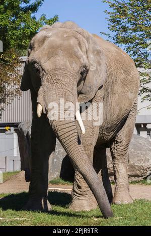 African Elephant - Loxodonta africana all'interno di uno zoo in estate, Granby Zoo, Quebec, Canada. Foto Stock