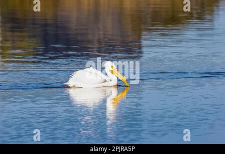 Pellicano bianco americano che nuota in acqua Foto Stock