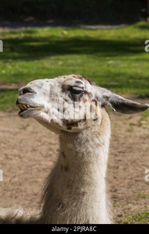 lama - lama glama in penna all'interno dello zoo in estate, Granby Zoo, Quebec, Canada. Foto Stock