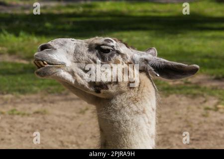 lama - lama glama in penna all'interno dello zoo in estate, Granby Zoo, Quebec, Canada. Foto Stock
