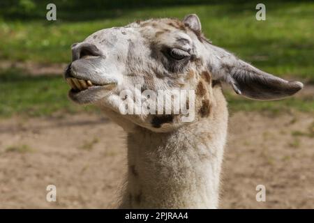 lama - lama glama in penna all'interno dello zoo in estate, Granby Zoo, Quebec, Canada. Foto Stock