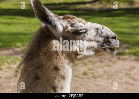 lama - lama glama in penna all'interno dello zoo in estate, Granby Zoo, Quebec, Canada. Foto Stock