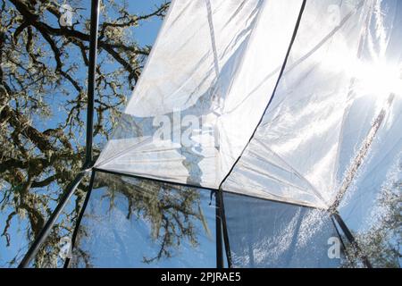 Una trappola per malessere, un tipo di trappola per tenda utilizzata per la raccolta di insetti volanti da entomologi. Questo si trova a Oak Savannah in California. Foto Stock