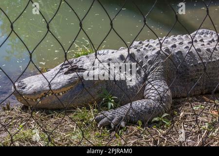 American Alligator - Alligator mississippiensis - in penna all'interno dello zoo d'estate, Grandby Zoo, Quebec, Canada. Foto Stock