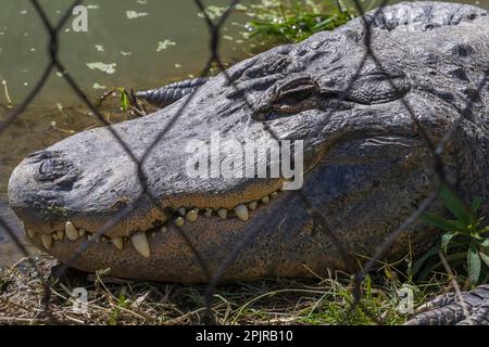 American Alligator - Alligator mississippiensis - in penna all'interno dello zoo d'estate, Grandby Zoo, Quebec, Canada. Foto Stock