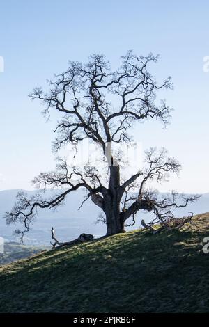 Un albero di querce solico su una collina nella contea di Santa Clara, California. L'albero è grande e senza foglie con rami snarled tortuosi. Foto Stock