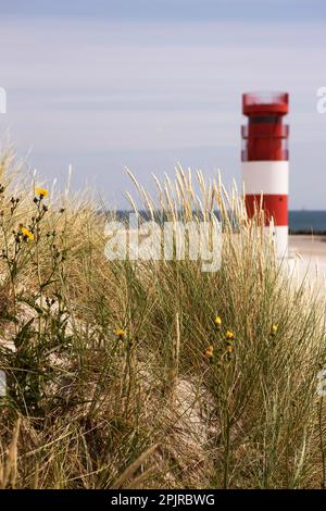 Marram Grass, spiaggia sud, spiaggia balneabile, duna del faro di Helgoland, isola del Mare del Nord, Schleswig-Holstein, Germania Foto Stock