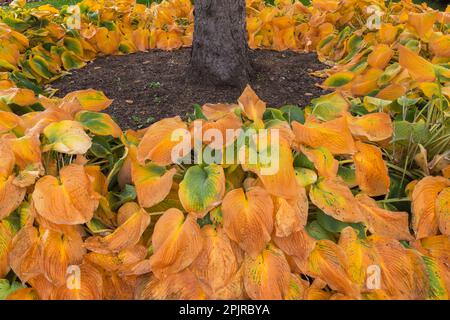 Pinus - Pino sottopiantato con piante di Hosta secche e appassite in autunno. Foto Stock