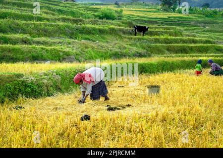 Donna che raccoglie sterco bovino per fertilizzante organico da risaie terrazzate, Kanthalloor, Marayur, distretto di Idukki, Kerala, India Foto Stock