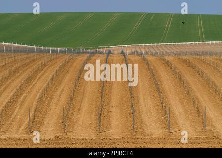 Vigneto appena piantato, vigneto Rathfinny Estate, Alfriston, South Downs, East Sussex, Inghilterra, Regno Unito Foto Stock