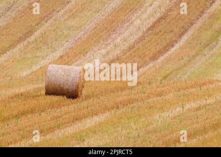 Balla di paglia rotonda in campo stoppie, Berwickshire, Scottish Borders, Scotland, United Kingdom Foto Stock