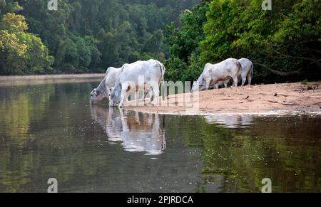 Bovini domestici, bovini brahma (Bos indicus) mucche, bere da un fiume infestato da coccodrilli, Daintree River, Daintree N. P. Queensland, Australia Foto Stock
