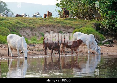 Bovini domestici, bovini brahma (Bos indicus) mucche e vitelli, bere da fiume infestato da coccodrilli, fiume Daintree, Daintree N. P. Queensland Foto Stock