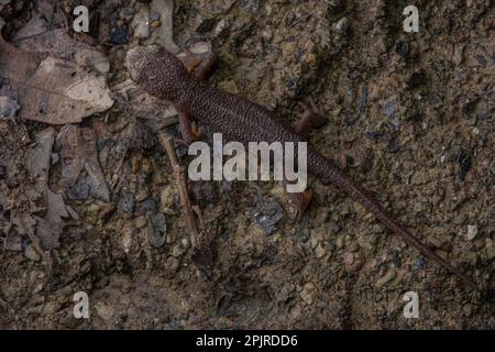 Un Newt dalla pelle ruvida (Taricha granulosa) che si insinua su una strada sterrata nella contea di Santa Clara, California. Foto Stock