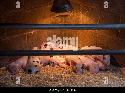 Pig nazionale, Gloucester Old Spot maialini, dormire sotto lampada di calore, Burnley, Lancashire, Inghilterra, Regno Unito Foto Stock