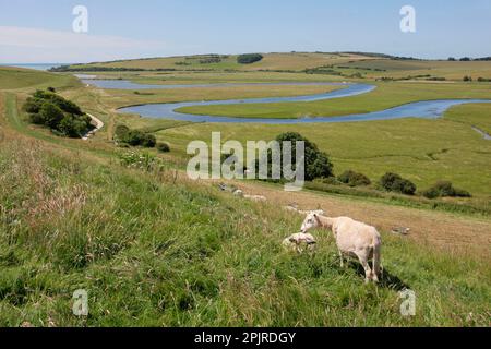 Pecora domestica, gregge, pascolo sulla collina che domina il fiume meandering nella pianura alluvionale costiera, il fiume Cuckmere, Seven Sisters Country Park, Cuckmere Foto Stock