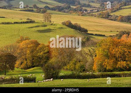 Pecora domestica, gregge che attraversa un cancello nella siepe nel campo successivo, Cobblers Plain, vicino Devauden, Monmouthshire, Galles del Sud, Regno Unito Foto Stock