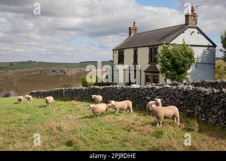 Pecore nazionali, montoni di Texel, gregge in piedi in pascolo accanto a muro di pietra a secco e cottage, Cressbrook Dale, Derbyshire Dales National Nature Reserve Foto Stock