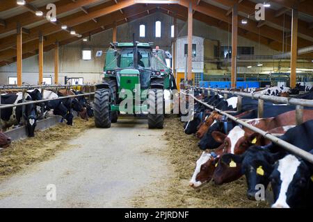 Produzione lattiera, mandria lattiera, mucche che nutrono insilato, scaricato dal trattore con carro di alimentazione misto Keenan, in alloggi sfusi nell'azienda agricola biologica, Svezia Foto Stock