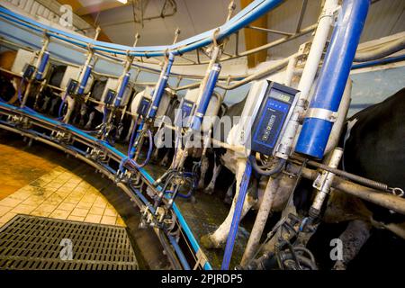 Latticini, vacche da latte, nel salone di mungitura rotante in azienda agricola biologica, Svezia Foto Stock