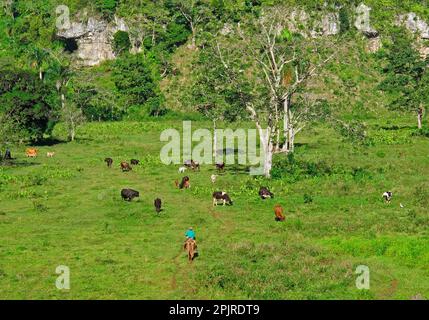 Rancher a cavallo con una mandria di bestiame pascolo in una depressione lussureggiante in un paesaggio carsico, bestiame illegale allevamento nel parco nazionale, Los Foto Stock