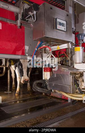 Caseificio che coltiva, mucche da latte che sono mungate nella macchina robotica di mungitura di Lely Astronauta, Lancashire, Inghilterra, Regno Unito Foto Stock