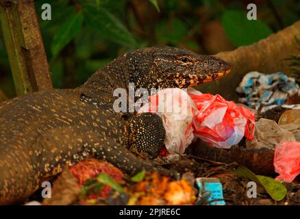 Monitoraggio dell'acqua in Asia (Varanus salvator salvator) 'Kabaragoya', per adulti, che spazzano via una discarica di rifiuti, Sri Lanka Foto Stock