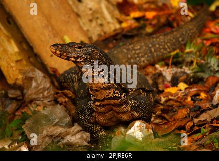 Monitoraggio dell'acqua in Asia (Varanus salvator salvator) 'Kabaragoya', per adulti, che spazzano via una discarica di rifiuti, Sri Lanka Foto Stock
