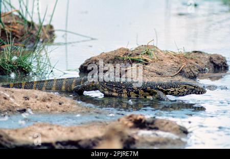 Monitor del Nilo (Varanus niloticus), altri animali, rettili, animali, lucertole, Monitor del Nilo in avvicinamento all'acqua Foto Stock