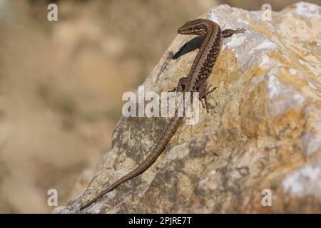 Lucertola di roccia iberica (Lacerta muralis), lucertola di parete, lucertole di parete comune (Podarcis muralis), altri animali, rettili, animali, lucertole, Muro comune Foto Stock