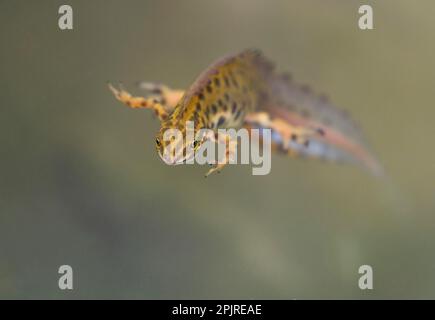 Smooth Newt (Lissotriton vulgaris) maschio adulto, in colori di riproduzione, sott'acqua in stagno di rugiada, Lathkil Dale, Peak District, Derbyshire, Inghilterra, Uniti Foto Stock