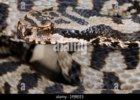 Vipere asp (Vipa aspis), vipere asp, altri animali, serpenti venomi, serpenti venomi, Rettili, serpenti, animali, aspro adulto, primo piano della testa, Italia Foto Stock