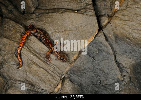 Grotta di Strinati Salamander (Speleomantes strinatii) adulto, riposante sulle rocce in grotta, Italia Foto Stock