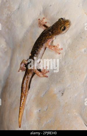 Salamandra grotta di Sopramonte, anfibi, altri animali, Salamandre, animali, Supramontane caverna salamander (Speleomantes supramontis) adulto, su roccia Foto Stock