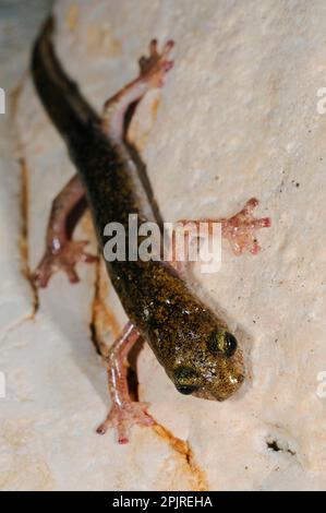 Grotta di Sopramonte Salamandro, anfibi, altri animali, Salamandre, animali, Supramontane Cave Salamander (Speleomantes supramontis) adulto, aggrappato Foto Stock