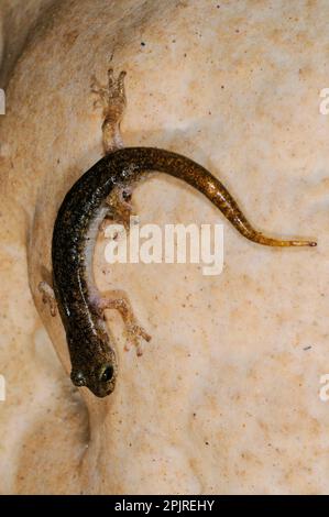Grotta di Sopramonte Salamandro, anfibi, altri animali, Salamandre, animali, Supramontane Cave Salamander (Speleomantes supramontis) adulto, su roccia Foto Stock