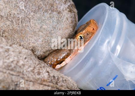 Vipere asp (Vipa aspis), vipere asp, altri animali, serpenti velenosi, velenosi, Rettili, serpenti, animali, vimini adulti, con estrazione di veleno Foto Stock