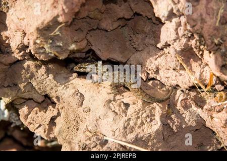 Altri animali, Gecko, rettili, animali, Galapagos foglie di gecko, Phyllodactylus bauri, Floreana Island Foto Stock