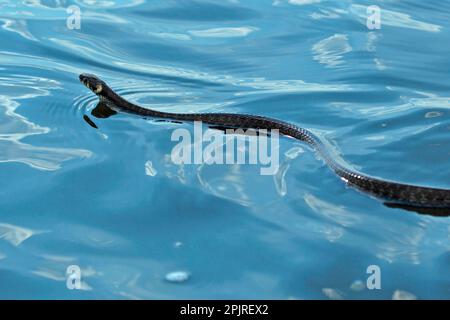 Serpente d'erba, serpenti d'erba (Natrix natrix), altri animali, rettili, serpenti, animali, Erba serpente adulto, nuoto, Tulcea, Delta del Danubio, Dobrogea Foto Stock